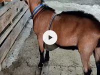 Țap, Alpine goat — foto 3