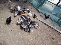 Chickens — foto 8