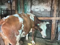 İnək, Simmental cattle — foto 2