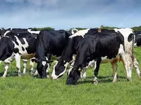 母牛, Holstein breed — 照片 6