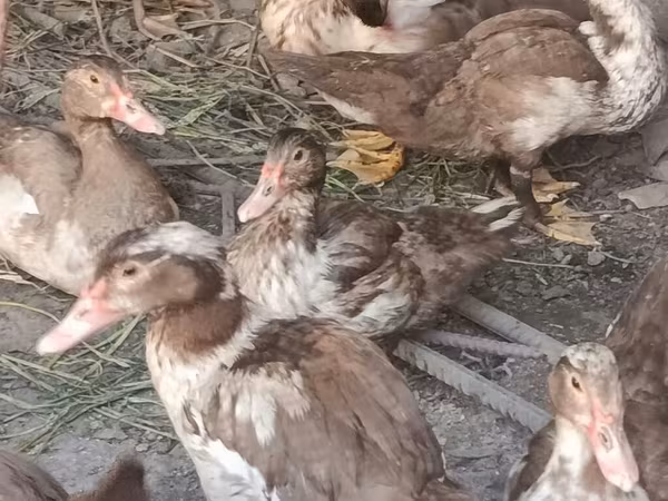 Domestic Muscovy — Kyrgyzstan