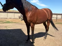 Pastuv, Arabian horse — fotografija 3
