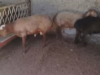 Ram, Arashan sheep — photo 5