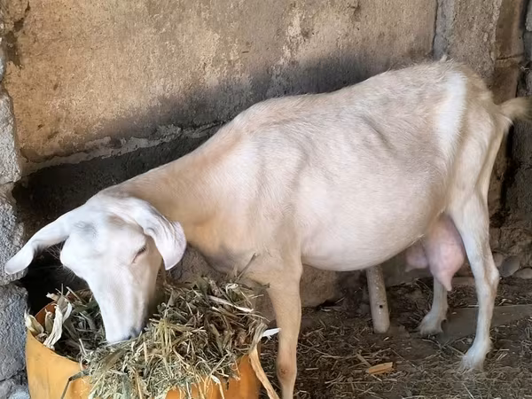 Goat, Alpine goat — Uzbekistan