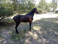 گھوڑا, Thoroughbred horse — تصویر 2