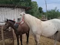 Yegua, Caballos — foto 5