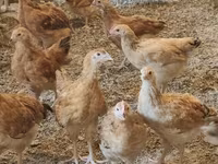 Chickens — புகைப்படம் 2