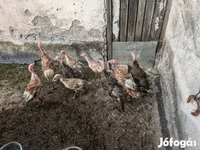 Turkeys — عکس 1