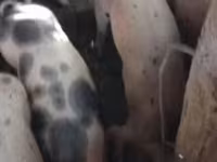 Babi betina, Дюрок — foto 2