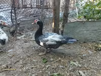 Domestic Muscovy — sawirka 3