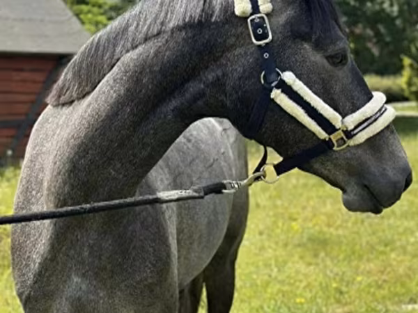 Mare, Horses