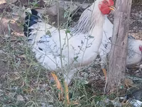 แอดเลอร์ ซิลเวอร์ — รูปภาพ 3