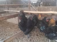 Chickens — foto 4