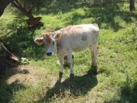 Bulle, Rinder — Foto 6