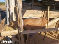 Capră, Alpine goat — foto 3