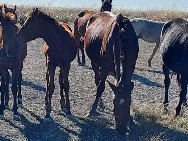 Kobyła, Arabian horse