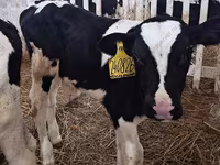 ثور, Simmental cattle — الصورة 2