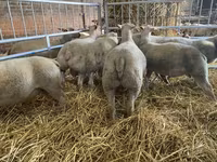 میش, Charollais sheep — عکس 3
