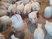 Chickens — foto 1