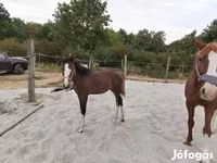 Kuda betina, Hungarian horse breed — foto 4