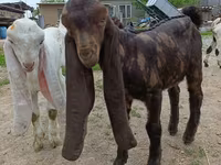 بز ماده, Nubian Goat — عکس 1