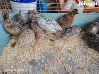 Quails — ảnh 5