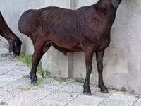 Kambing jantan, Sheep — foto 3