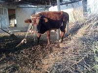 گاو نر, گاو — عکس 1