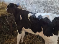 ძროხა, Russian Black pied cattle — ფოტო 1