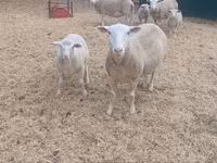 Biri-biri betina, Sheep — foto 1
