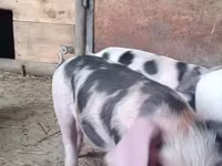 Eber, Schweine — Foto 4