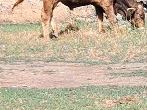 Ko, Swiss cattle