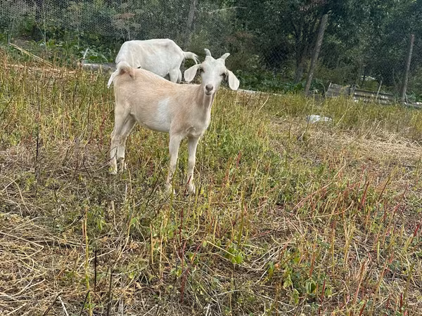 Koza, Alpine goat — Mołdawia