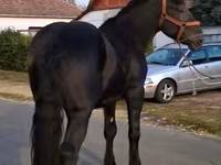 اسب نر, Friesian — عکس 2