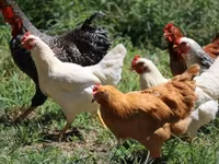 Chickens — լուսանկար 5