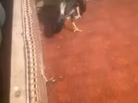 Chickens — عکس 6