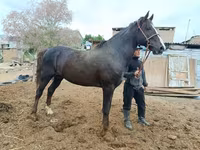 Hengst, Kyrgyz Horse — Foto 2