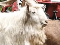 公山羊, Goats — 照片 1