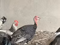 Turkeys — fotografija 1