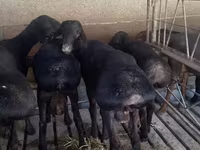 Kos, Bardhoka sheep — 2. fotó