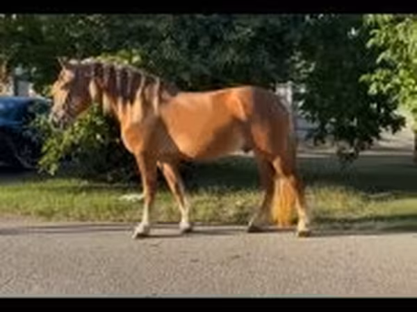 Koń, Haflinger