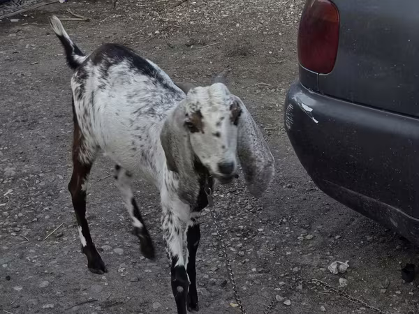 Ri’ dhaddig, Nubian Goat