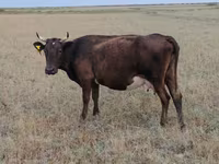 گاو ماده, Ukrainian grey cattle — عکس 4