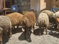 Pecora, Pecore — foto 4