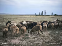Widder, Edilbay sheep — Foto 2
