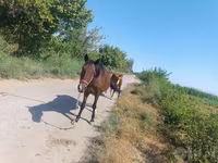 Klisna, Koně — foto 2