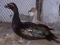 Ducks — foto 1