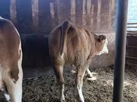 Үнээ, Latvian Blue cattle — 8 зураг