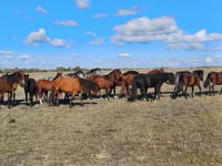 ม้าตัวเมีย, Kazakh horse — รูปภาพ 1