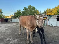 Vacă, Latvian Blue cattle — foto 3